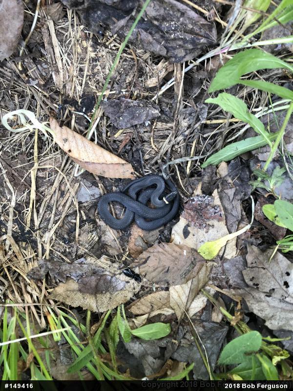 Northern Ring-necked Snake