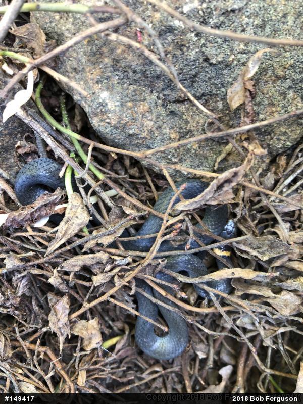 Northern Ring-necked Snake