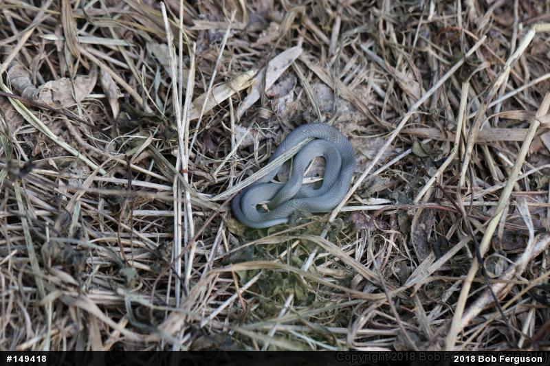 Northern Ring-necked Snake