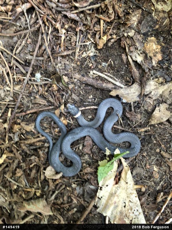Northern Ring-necked Snake