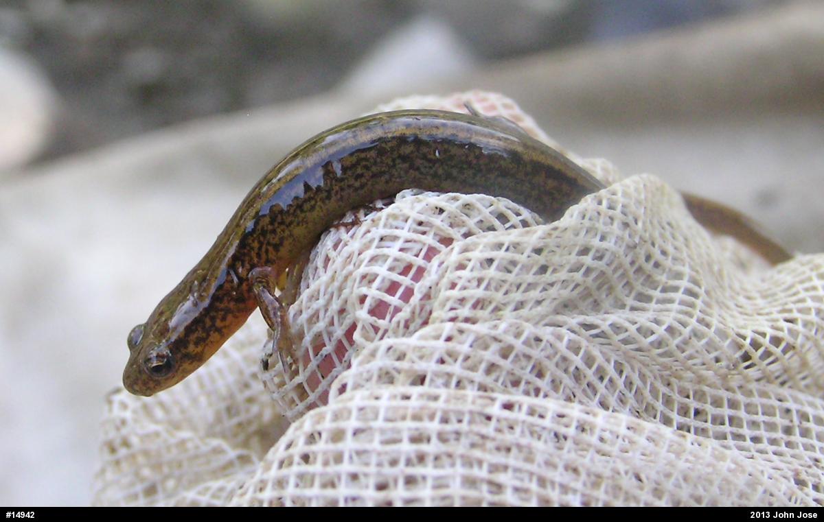 Northern Two-lined Salamander
