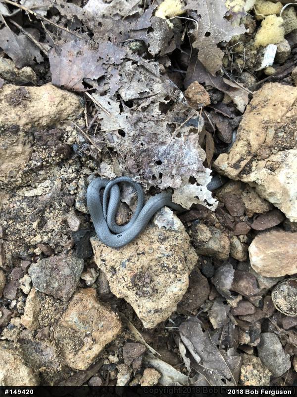 Northern Ring-necked Snake