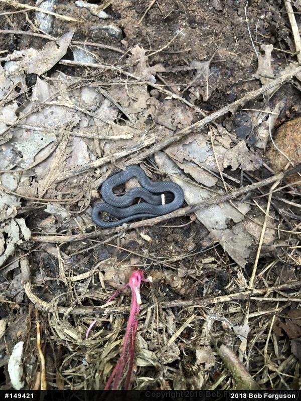 Northern Ring-necked Snake
