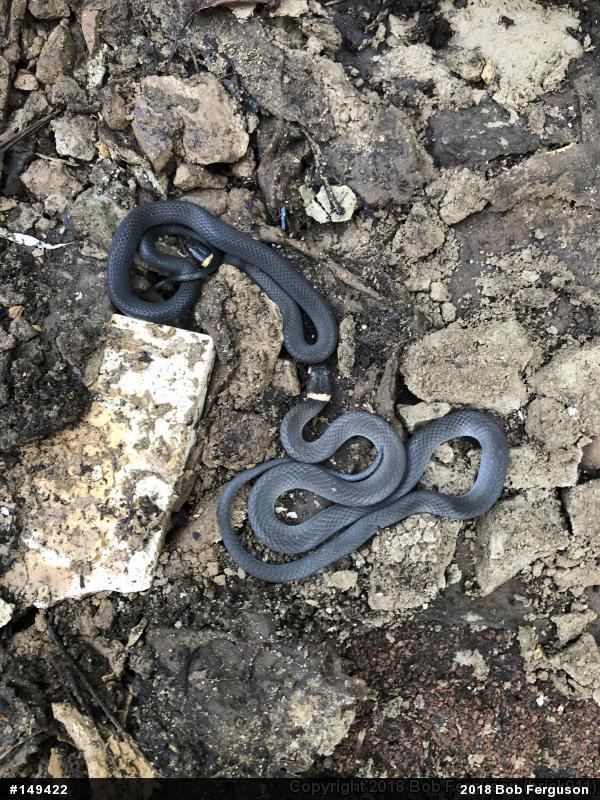 Northern Ring-necked Snake