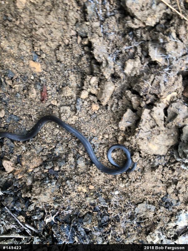 Northern Ring-necked Snake