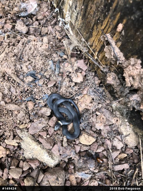 Northern Ring-necked Snake