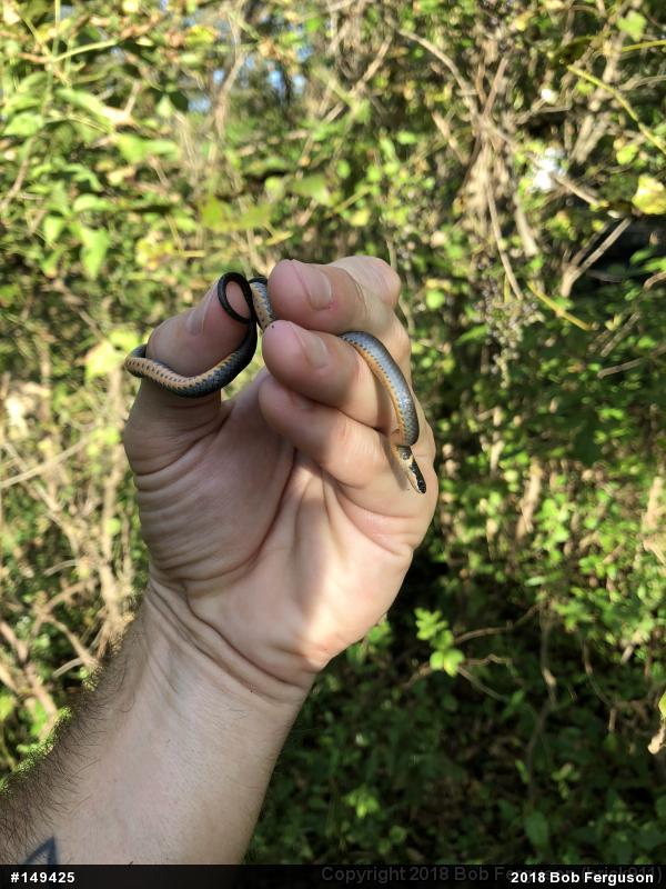 Northern Ring-necked Snake