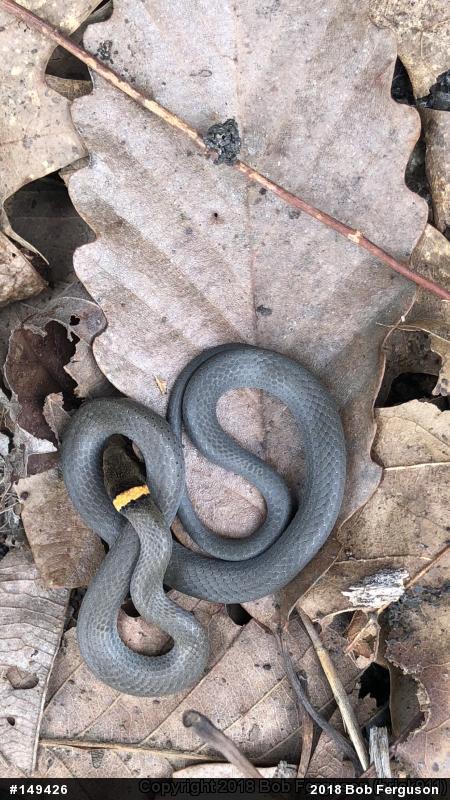 Northern Ring-necked Snake