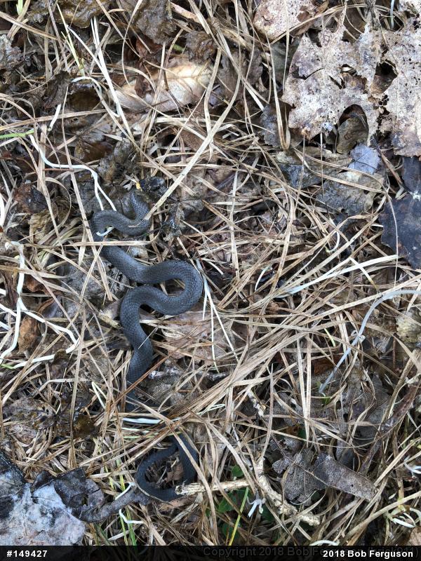 Northern Ring-necked Snake