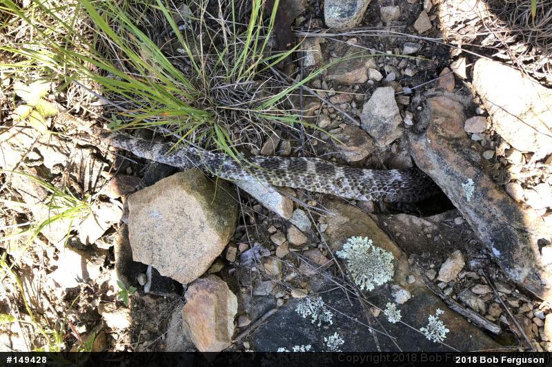 Eastern Hog-nosed Snake
