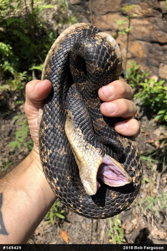 Eastern Hog-nosed Snake