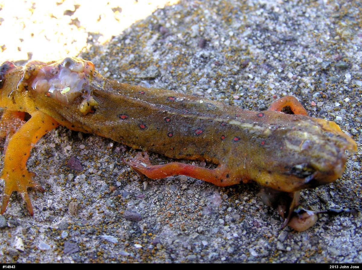 Red-spotted Newt