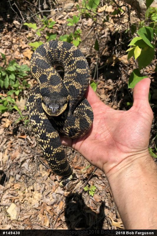 Eastern Hog-nosed Snake