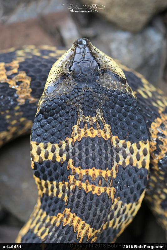 Eastern Hog-nosed Snake