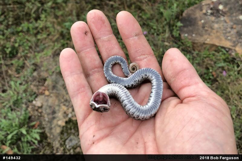 Eastern Hog-nosed Snake