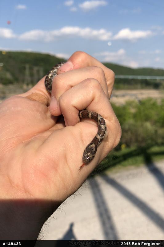 Eastern Milksnake