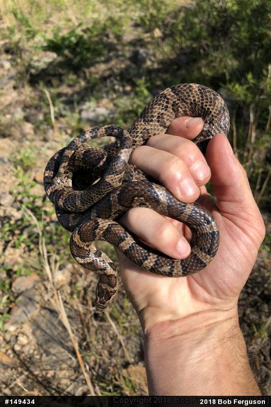 Eastern Milksnake