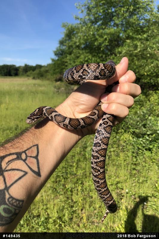 Eastern Milksnake