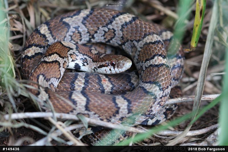 Eastern Milksnake