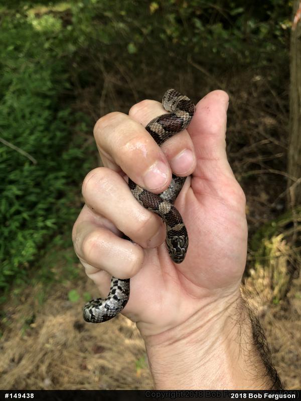Eastern Milksnake