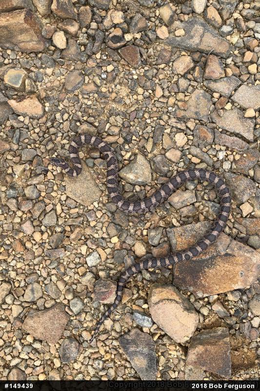 Eastern Milksnake