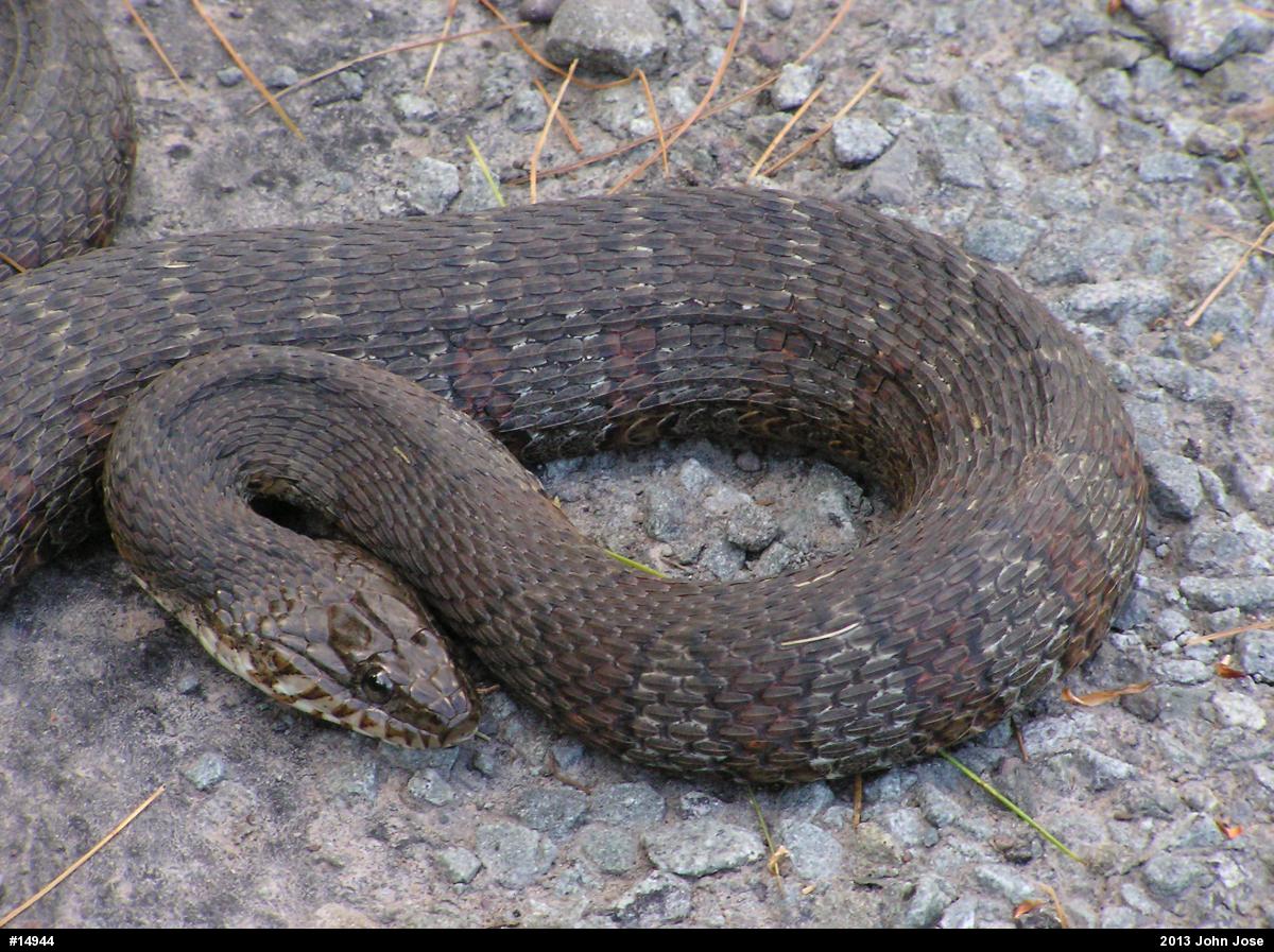 Northern Watersnake
