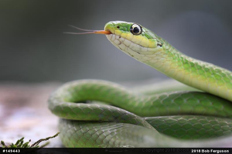 Smooth Greensnake