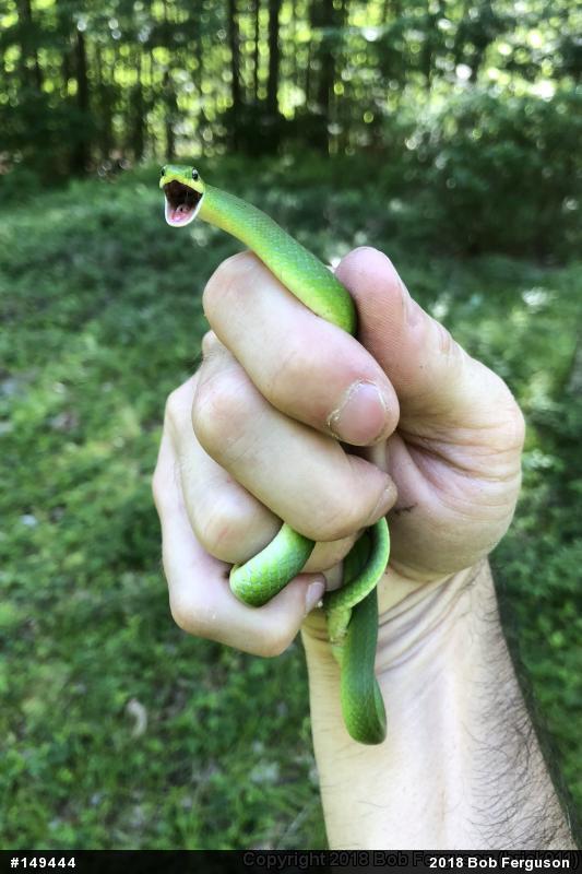 Smooth Greensnake