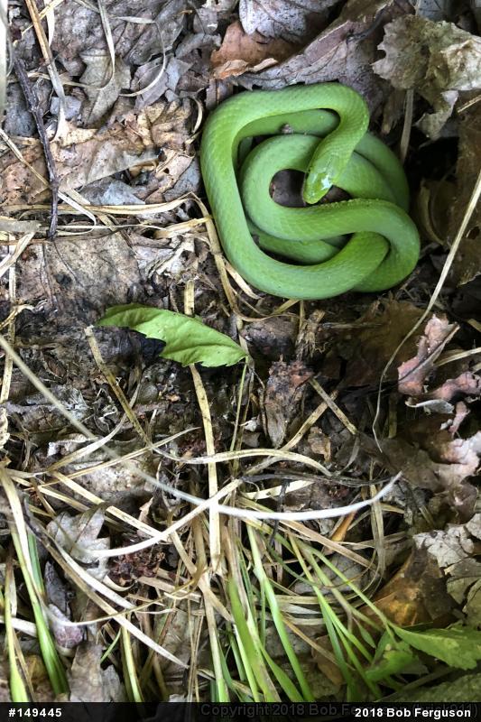 Smooth Greensnake