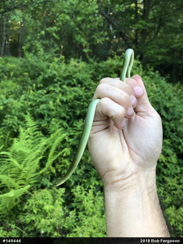 Smooth Greensnake