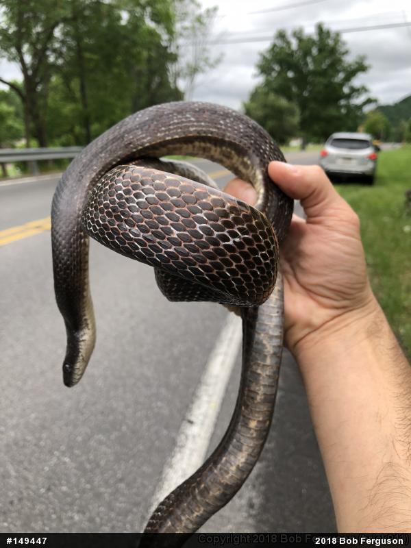 Eastern Ratsnake