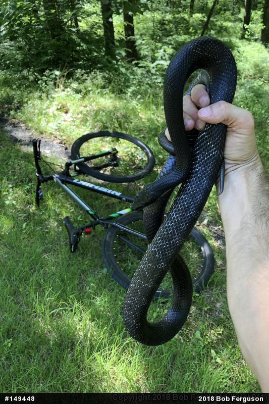 Eastern Ratsnake