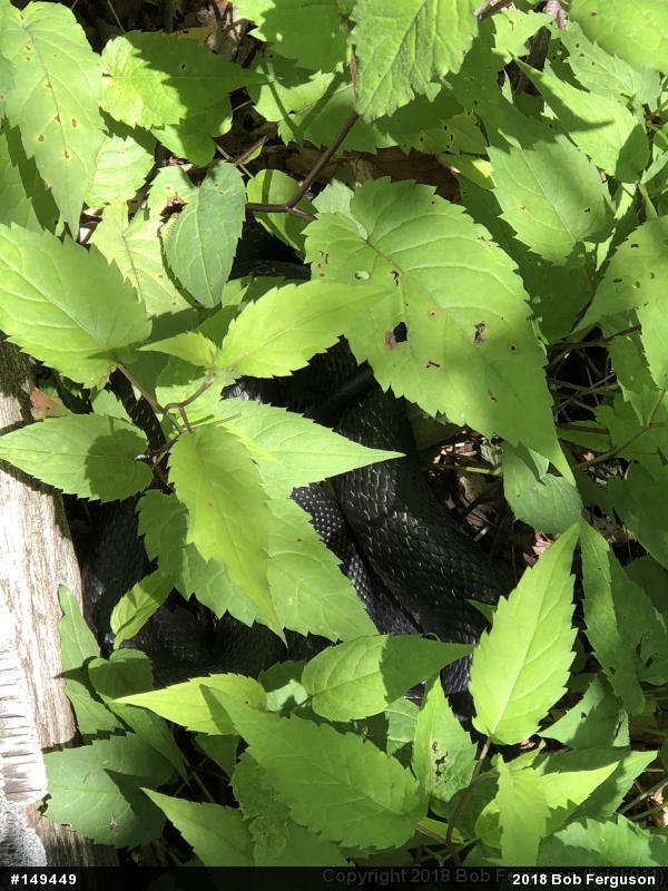 Eastern Ratsnake