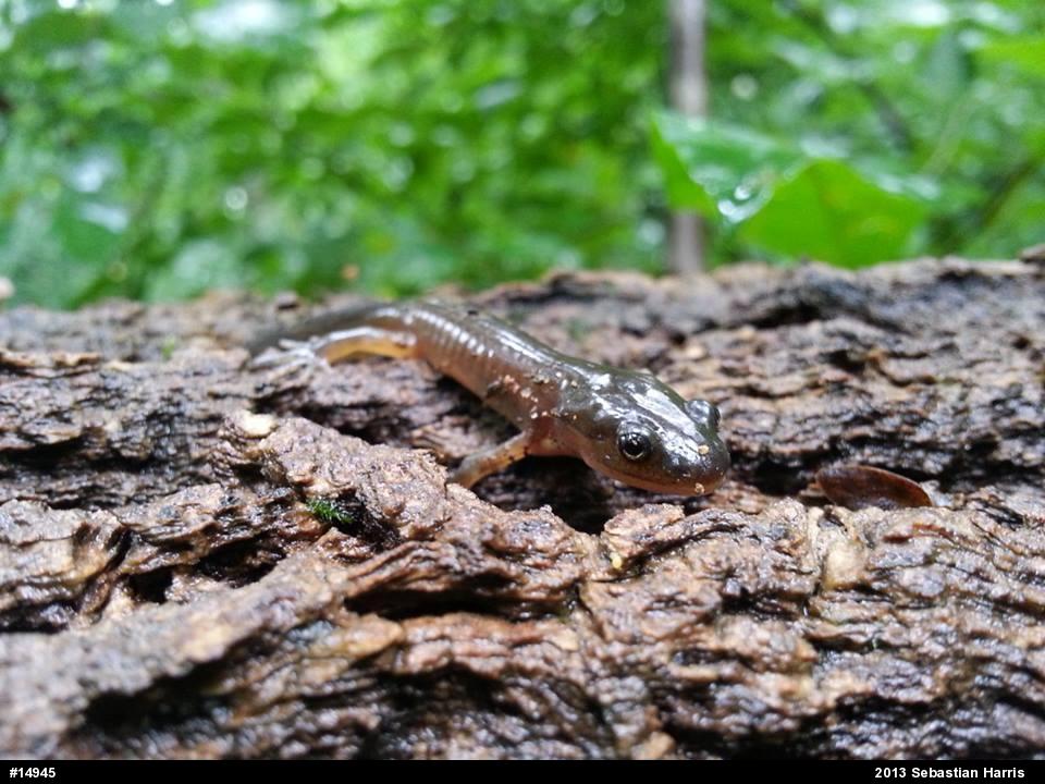 Jefferson Salamander