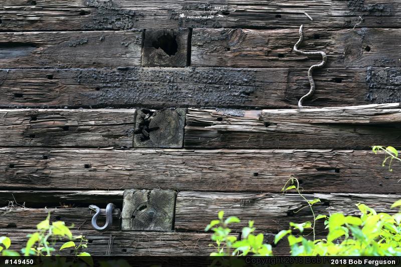 Eastern Ratsnake