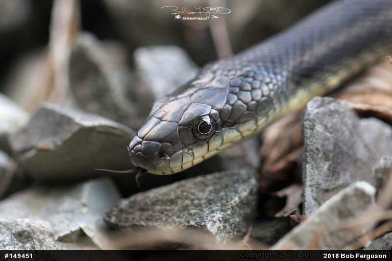 Eastern Ratsnake