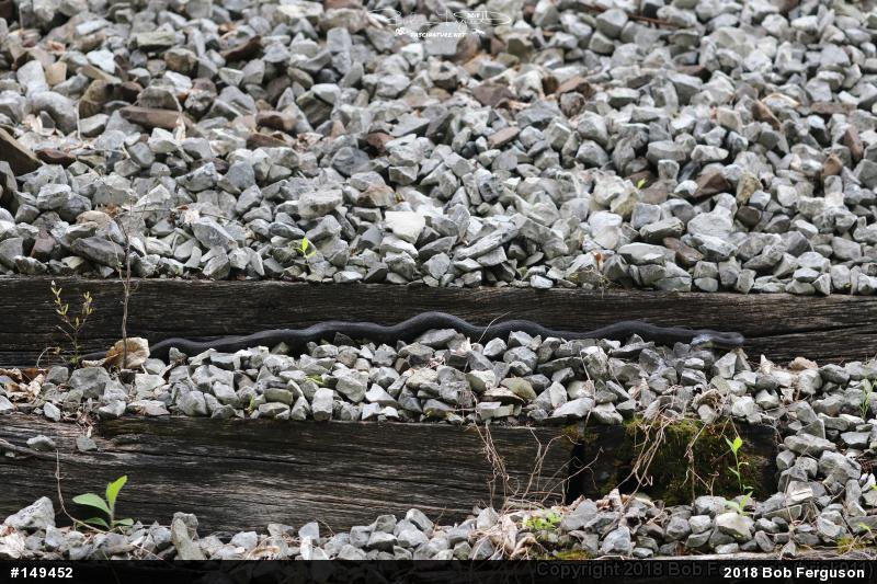 Eastern Ratsnake