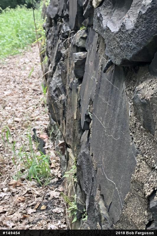 Eastern Ratsnake