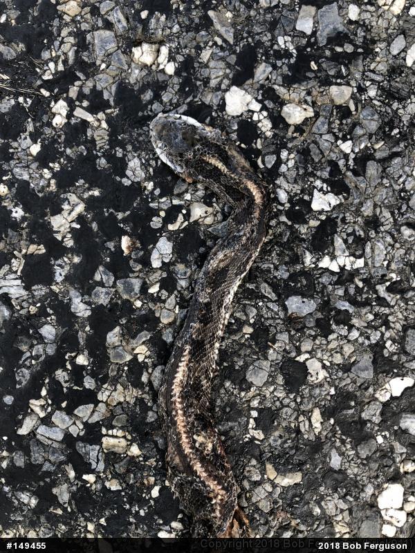 Eastern Ratsnake