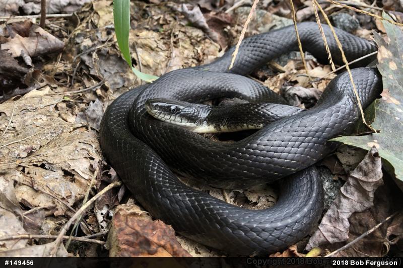 Eastern Ratsnake