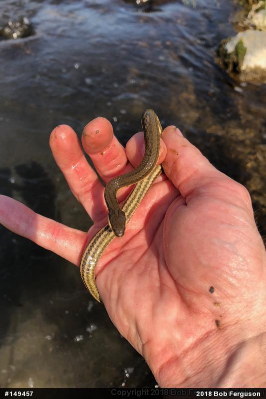Queensnake