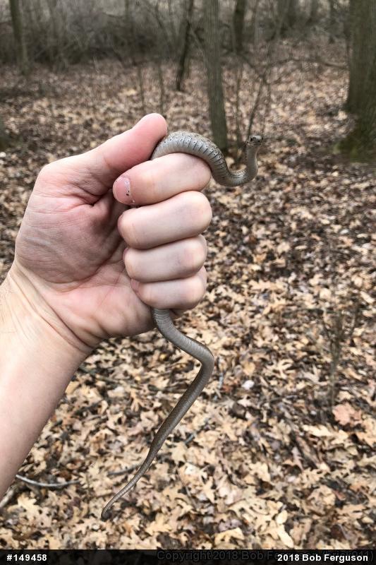 Dekay's Brownsnake