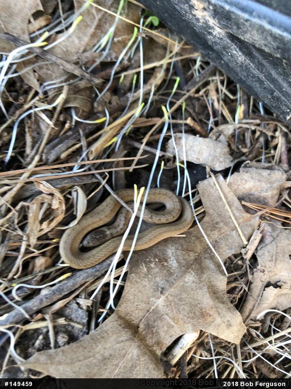 Dekay's Brownsnake
