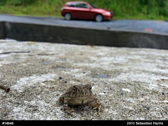 True Toads