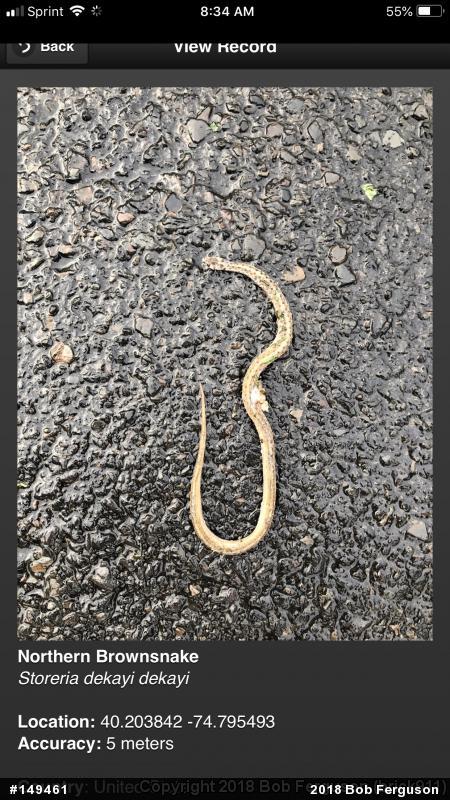 Dekay's Brownsnake