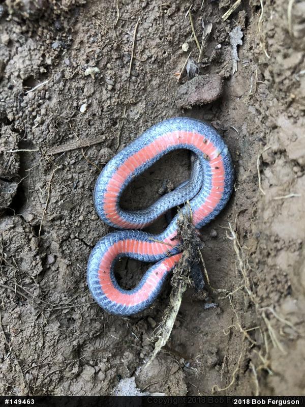 Red-bellied Snake