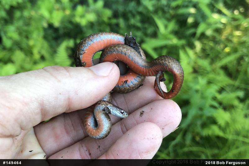 Red-bellied Snake