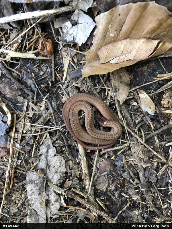 Red-bellied Snake