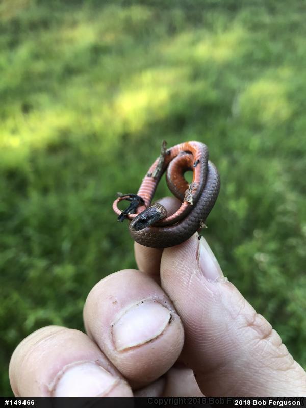 Red-bellied Snake