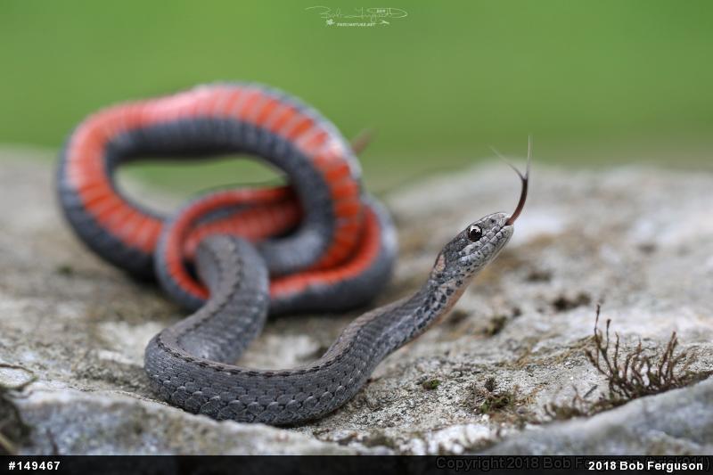 Red-bellied Snake